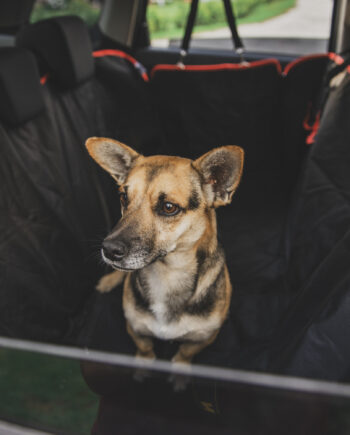 Cobertor para Mascotas, Asiento Trasero del Carro, Impermeable y Resistente, Maja.