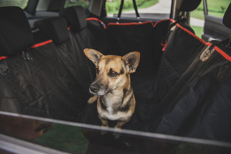 Cobertor para Mascotas, Asiento Trasero del Carro, Impermeable y Resistente, Maja.